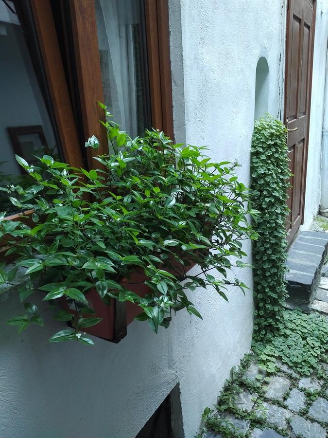 Guesthouse Postavarului Brasov Exterior photo
